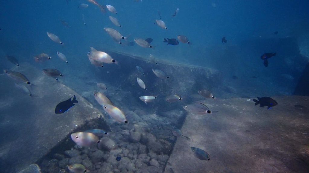 Kanári-szigetek tenger alatti halak